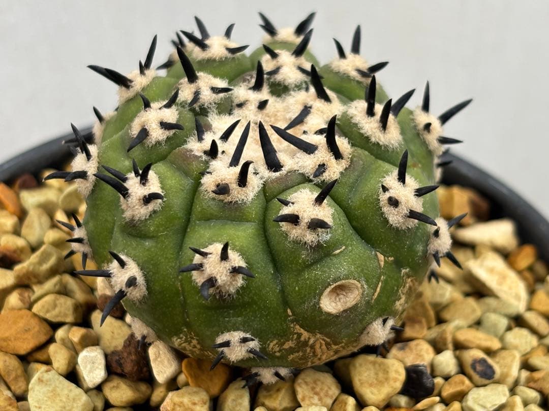 コピアポア　佐野短刺黒王丸　モンストローサ　シネレア　ラスト