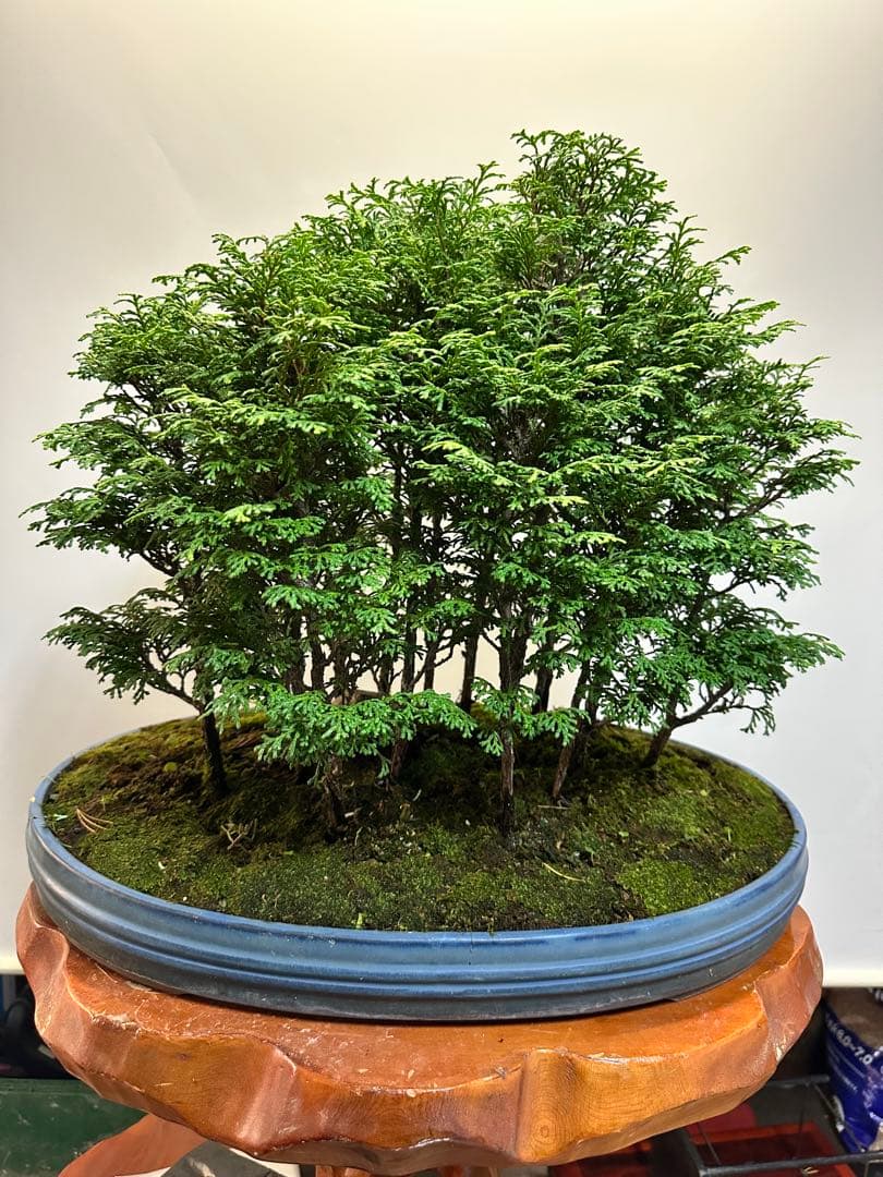 サワラ 多幹樹形盆栽 青色鉢