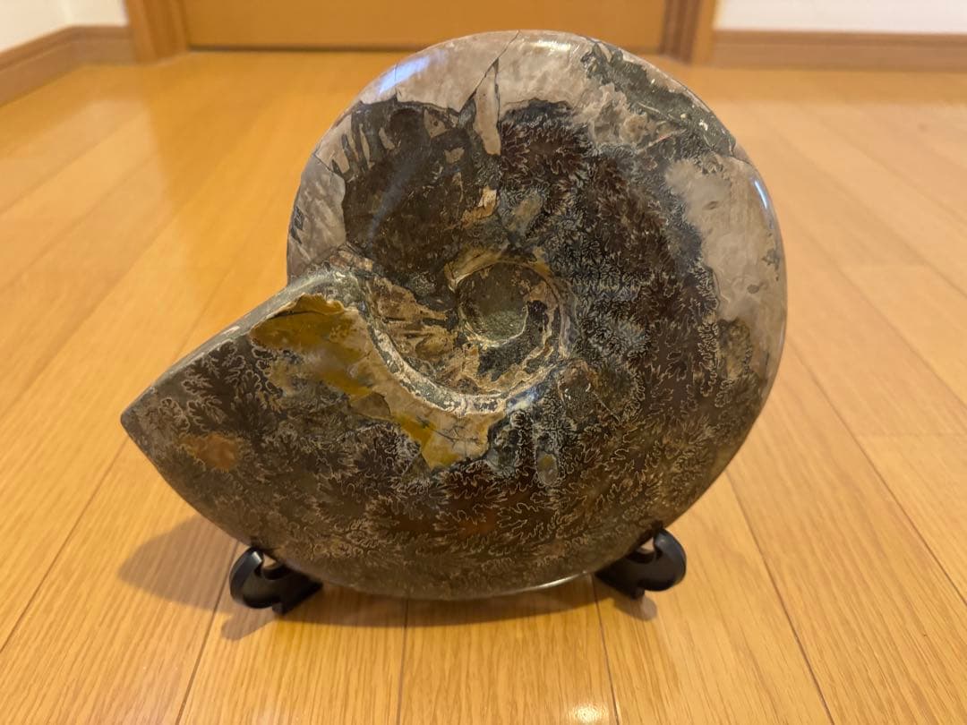 アモナイト化石 置物 スタンド付き