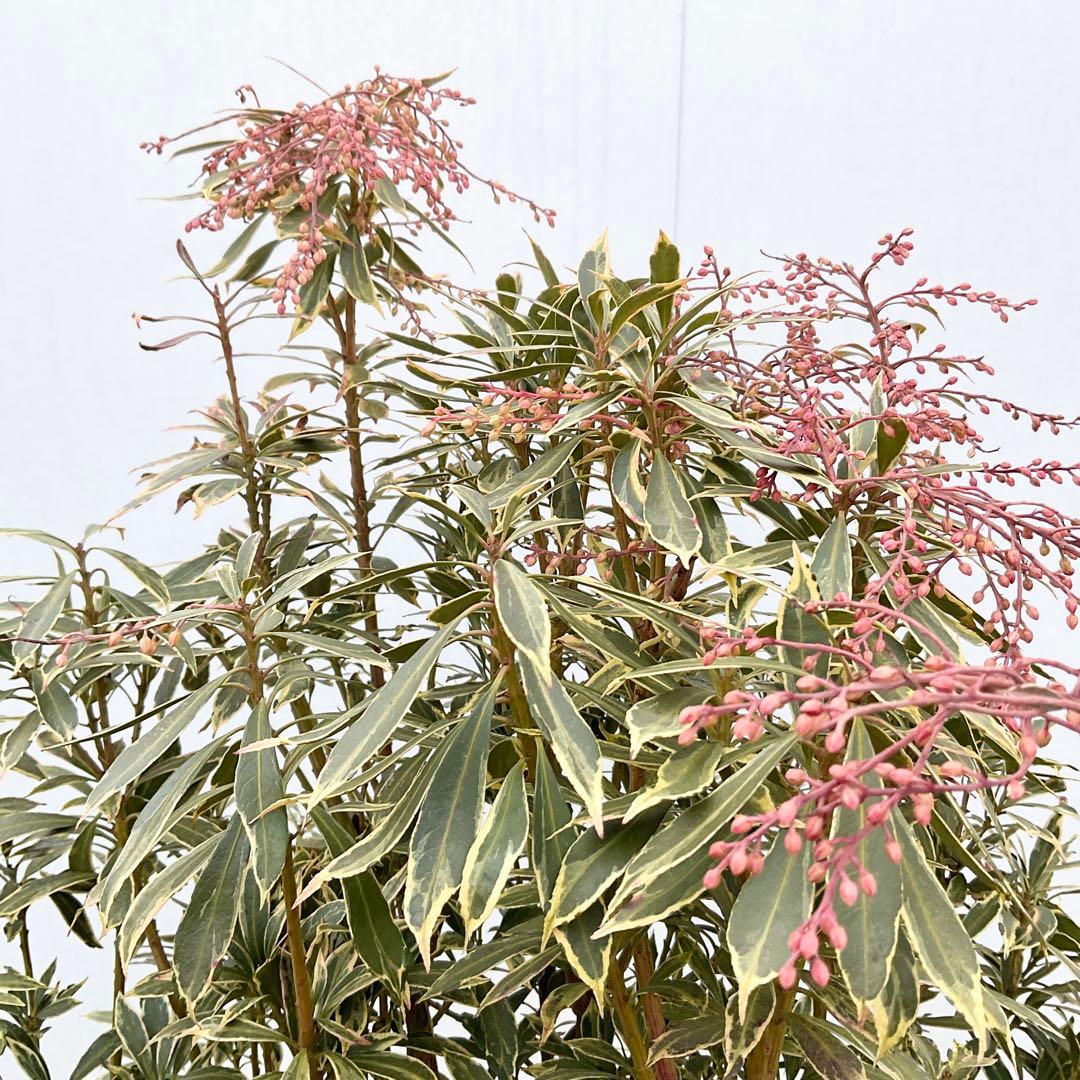 斑入りアセビ　/ 72