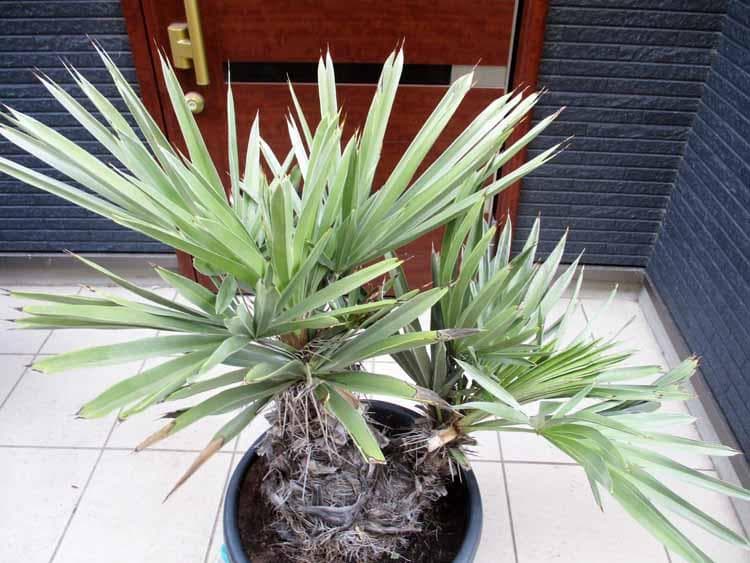 【現品】トリスリナックス・カンペストリス　ロックガーデン　椰子　13号相当　H5