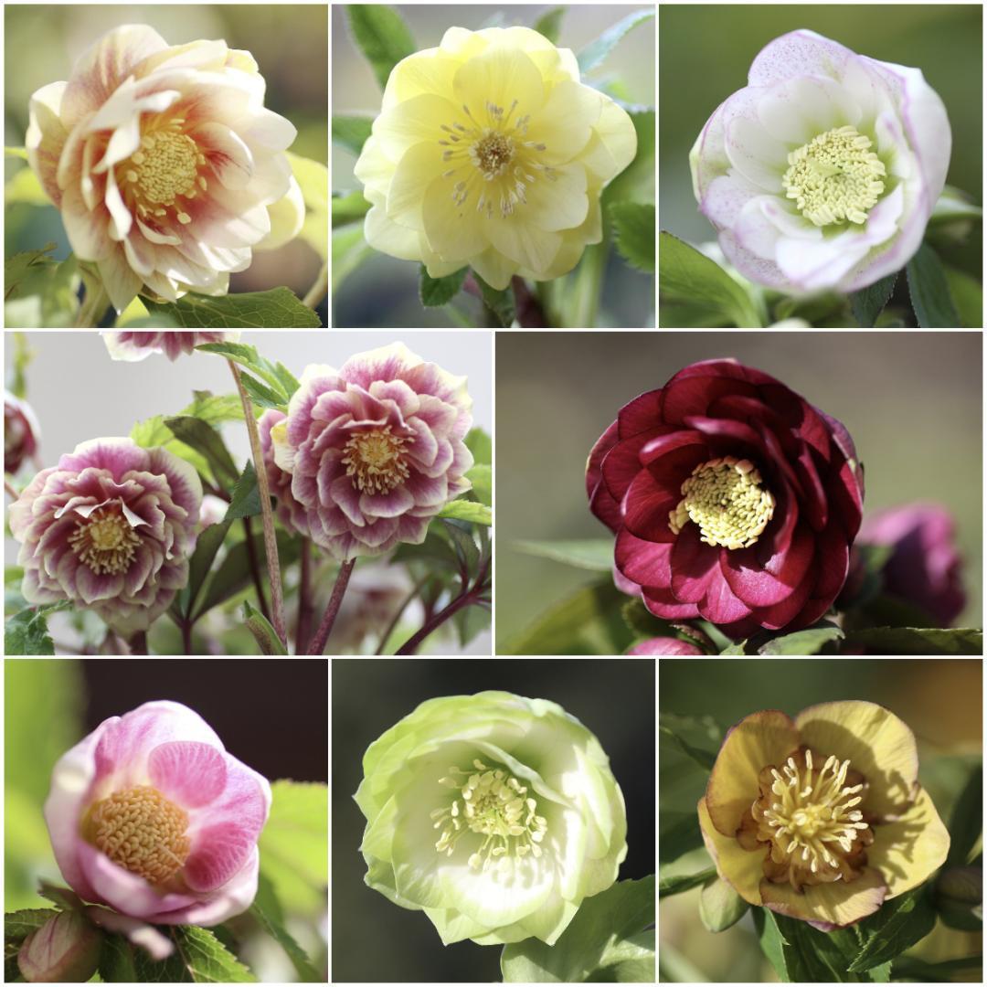 Dariahrose クリスマスローズ 苗 セット