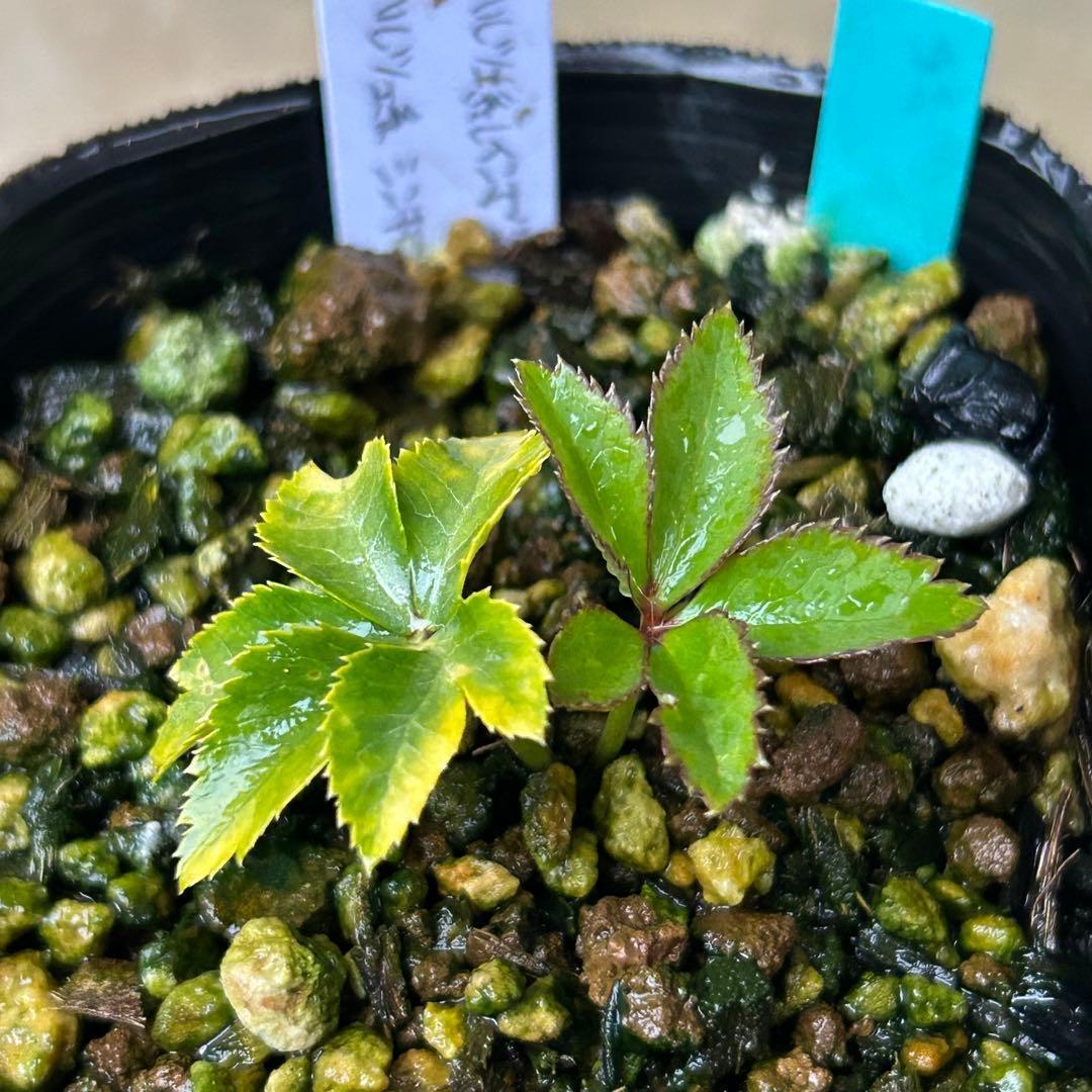 Dariahrose クリスマスローズ 苗 セット