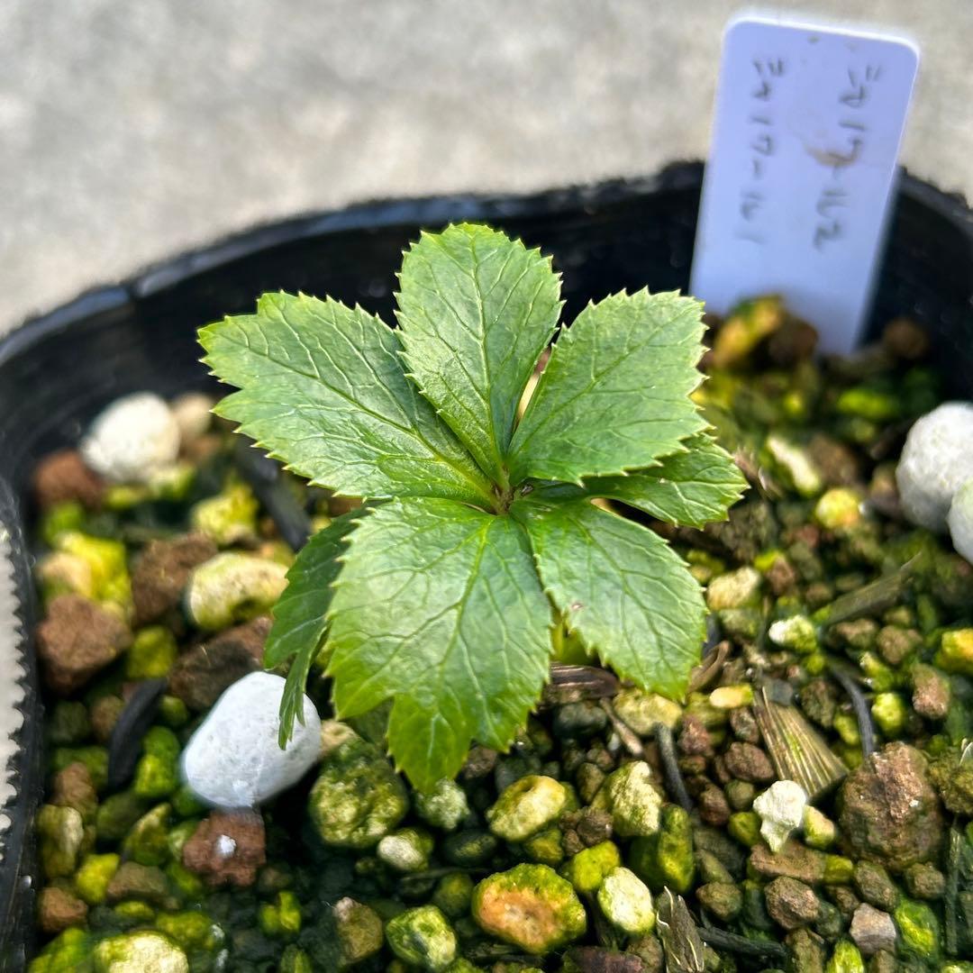 Dariahrose クリスマスローズ 苗 セット