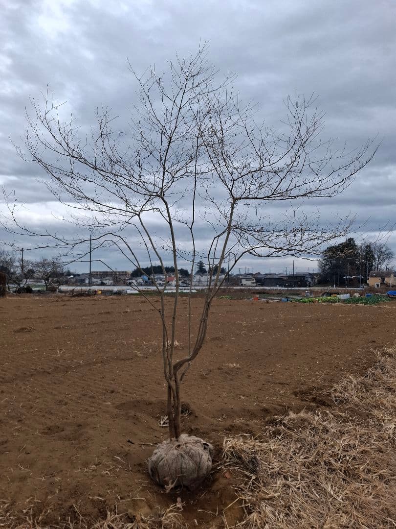 ドウダンツツジ 雑木 ――アオダモ アオハダ カエデ モミジ 山彩り ―