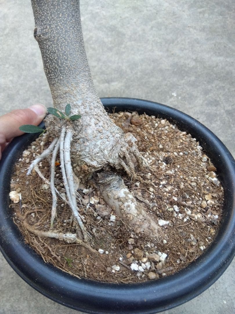 オリーブ　古木　盆栽　6号鉢つき　1日限定スペシャル特価❗　①