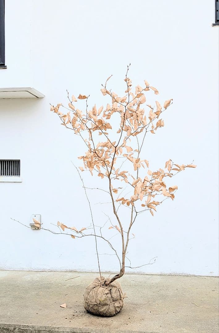 暖色。山採りヤマコウバシ。