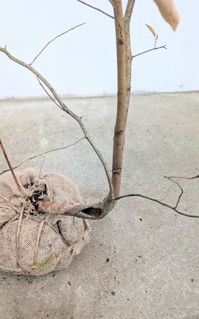 暖色。山採りヤマコウバシ。