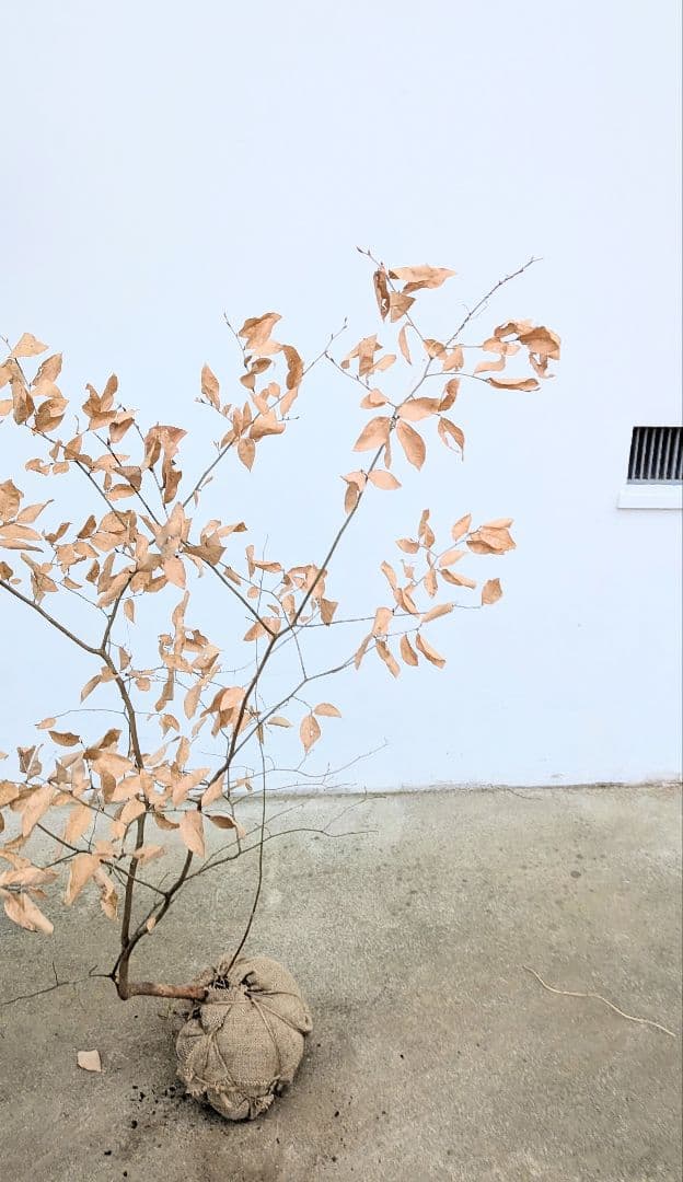 暖色。山採りヤマコウバシ。