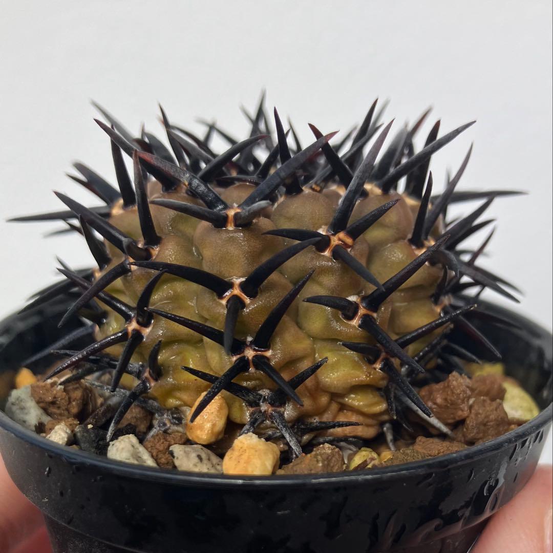 ギムノカリキウム 黒刺鳳頭　狂刺　カキコ　自根　検）コピアポア　黒王丸　アガベ