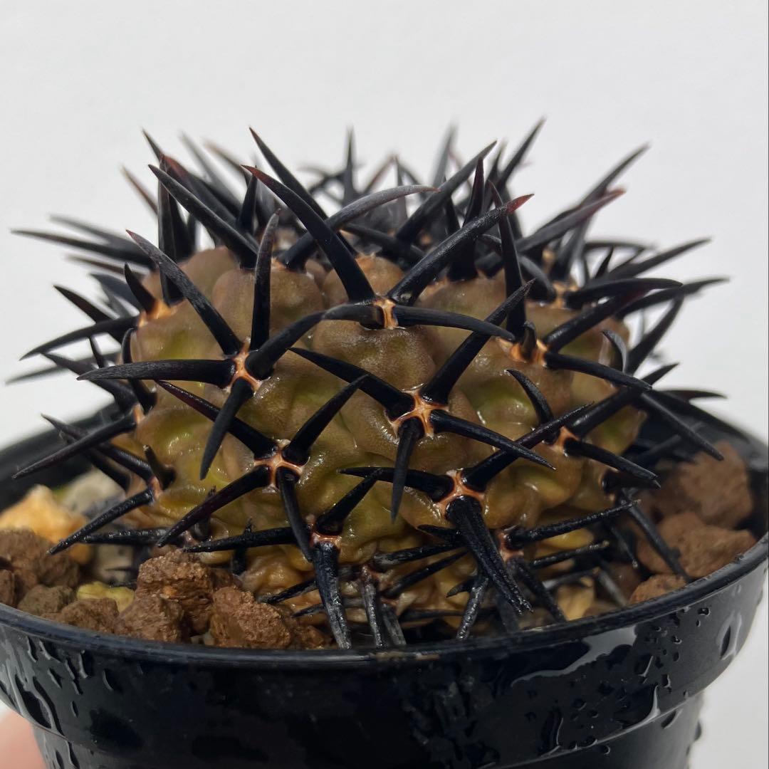 ギムノカリキウム 黒刺鳳頭　狂刺　カキコ　自根　検）コピアポア　黒王丸　アガベ