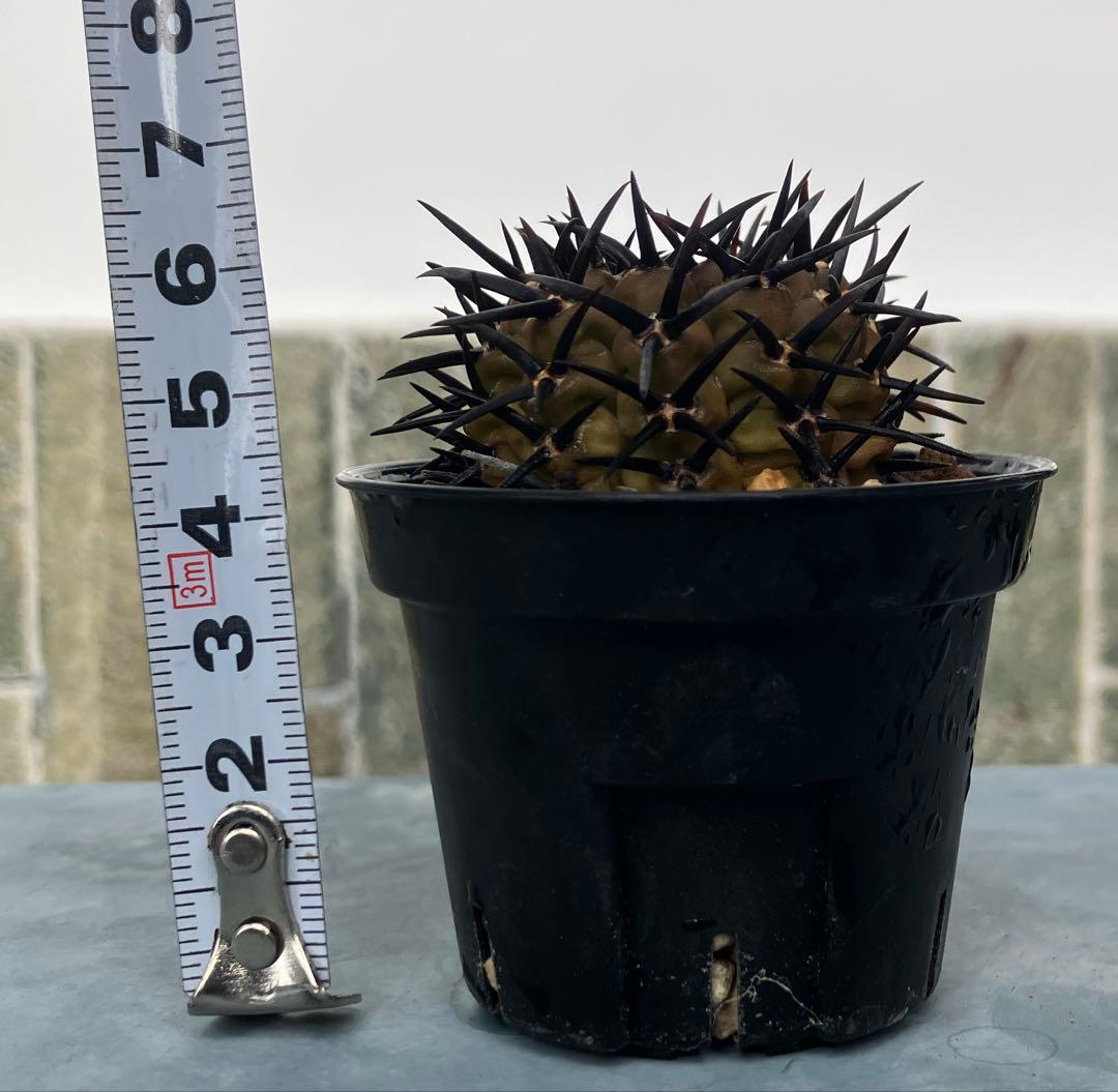 ギムノカリキウム 黒刺鳳頭　狂刺　カキコ　自根　検）コピアポア　黒王丸　アガベ