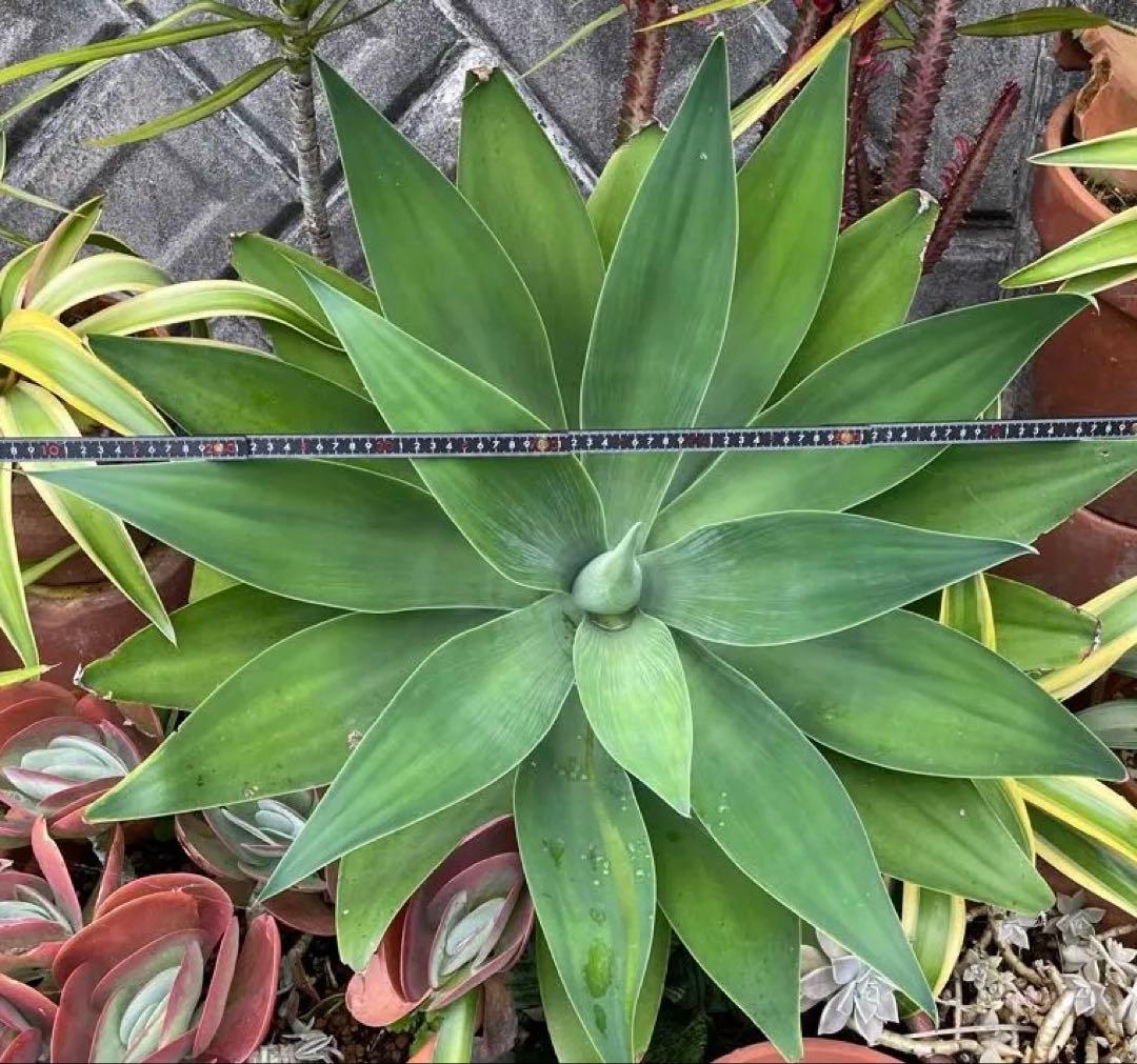 アガベ　超特大　ボーチンブルー　斑入り　レア