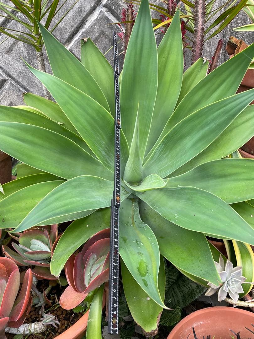 アガベ　超特大　ボーチンブルー　斑入り　レア