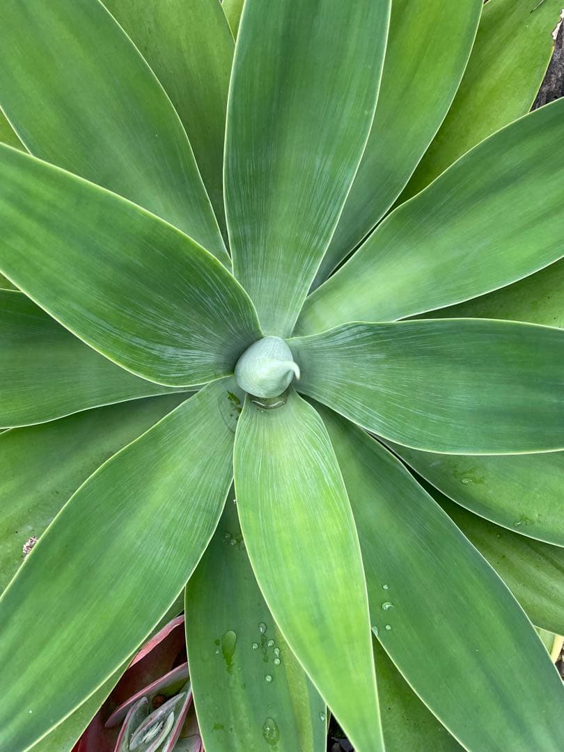 アガベ　超特大　ボーチンブルー　斑入り　レア