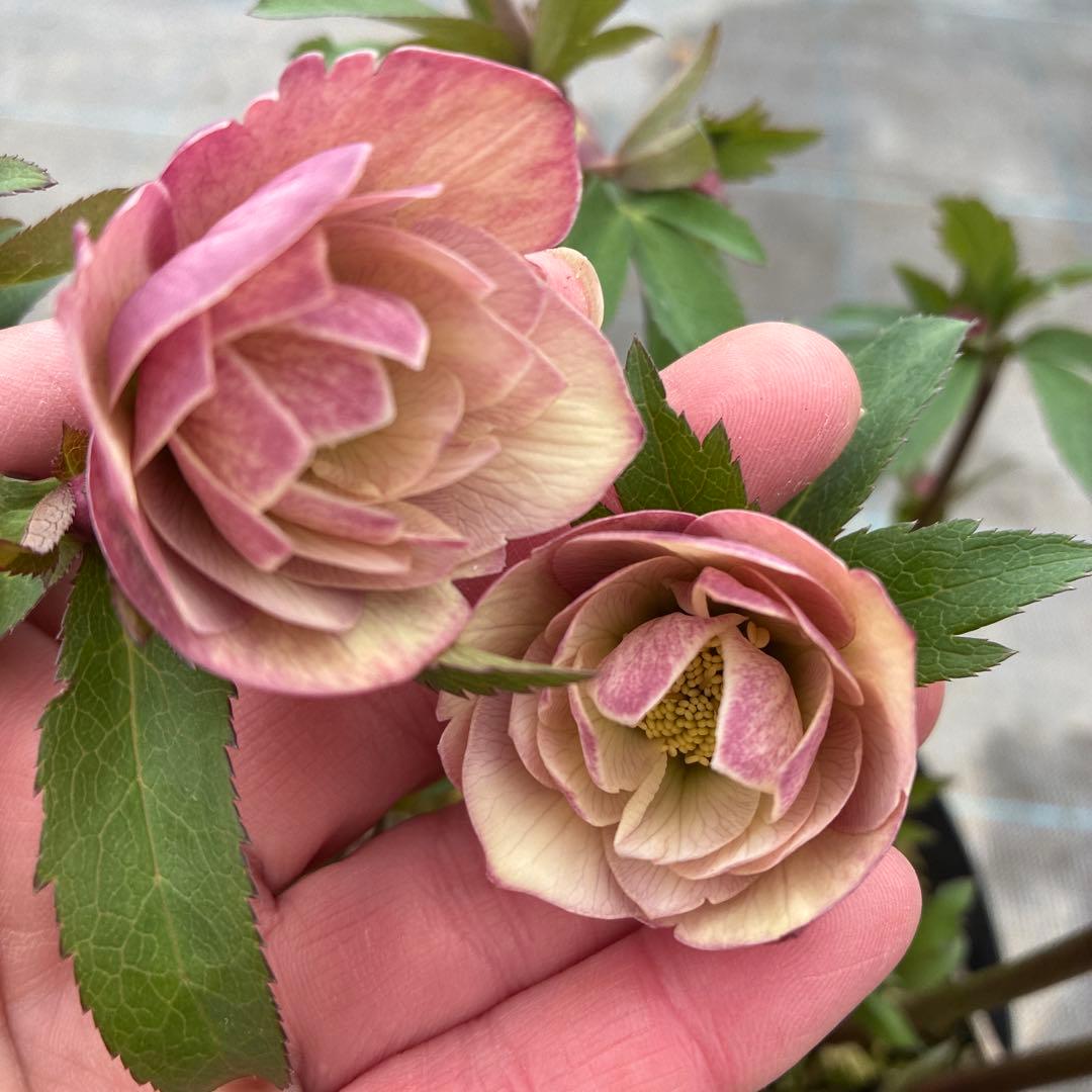 クリスマスローズ　くすみピンクベージュ　開花途中　８寸　大株