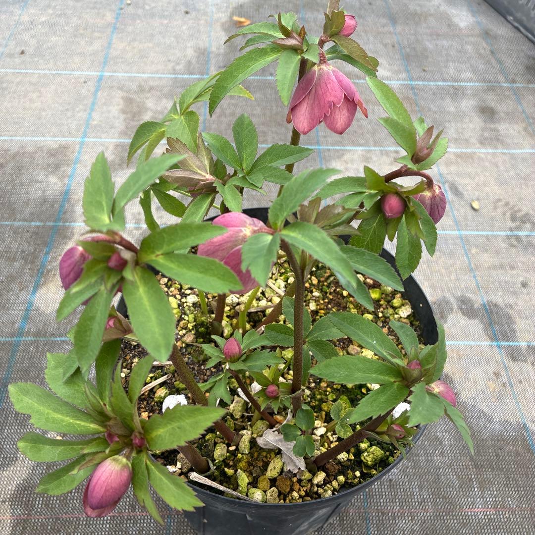 クリスマスローズ　くすみピンクベージュ　開花途中　８寸　大株