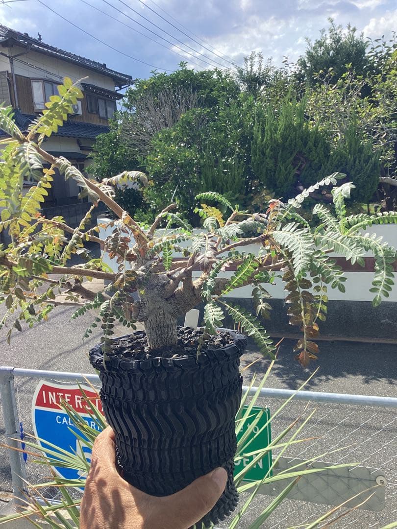 ボスヴェリア　ネグレクタ　現地球　良型　低重心