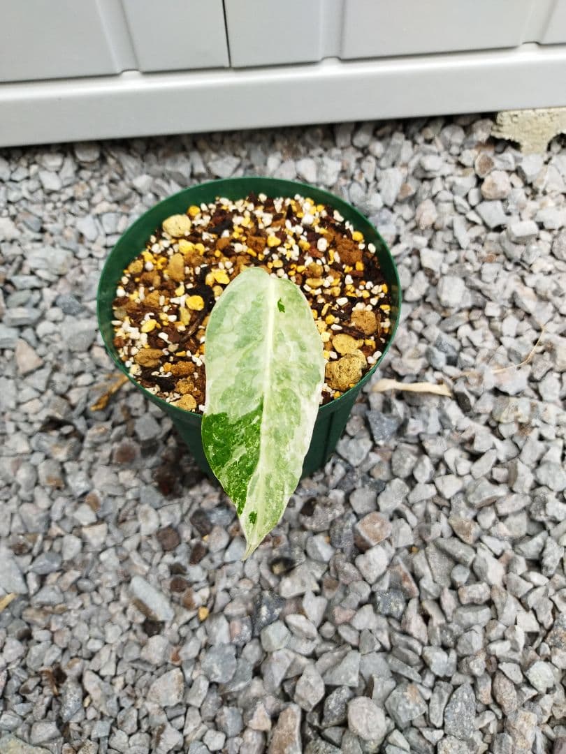 モンステラA4 シルバーホワイト　デリシオーサ　鉢ごと発送