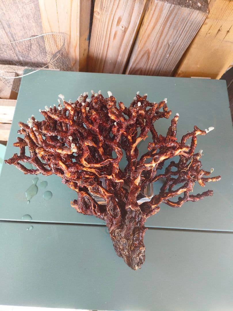 s*h様 ペラルゴニウムミラビレ