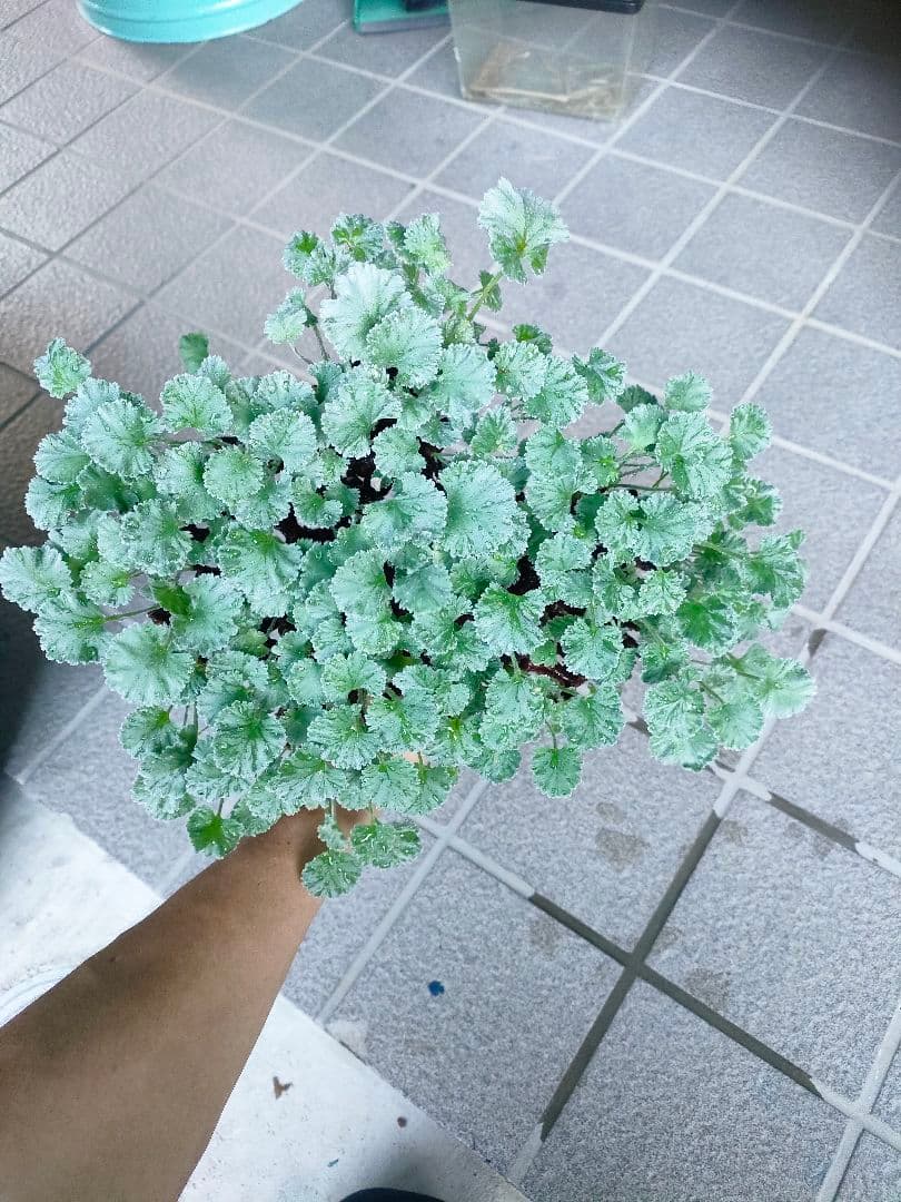 s*h様 ペラルゴニウムミラビレ