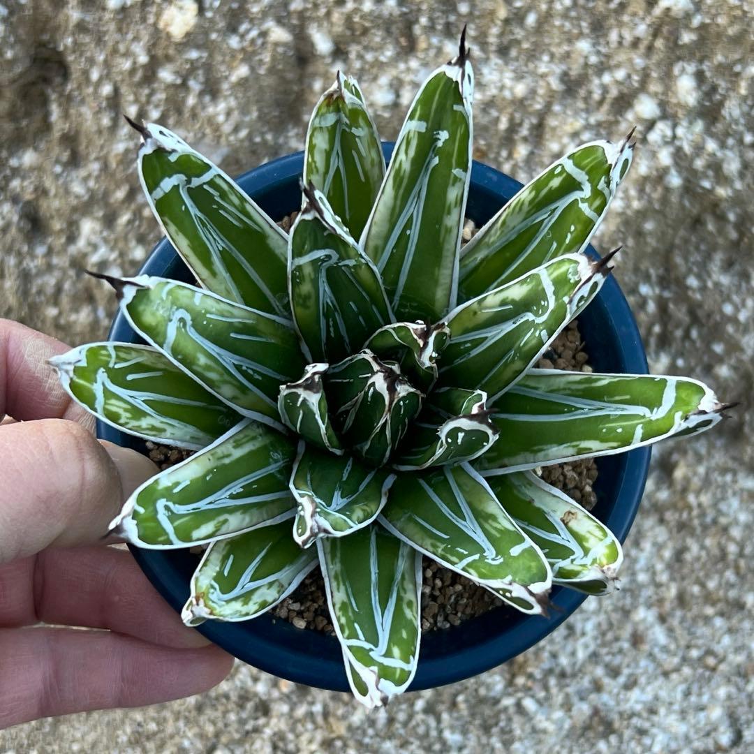 アガベ　笹の雪　極氷山　白虎斑