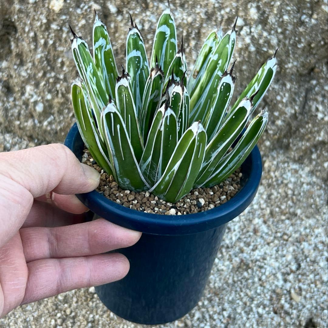 アガベ　笹の雪　極氷山　白虎斑