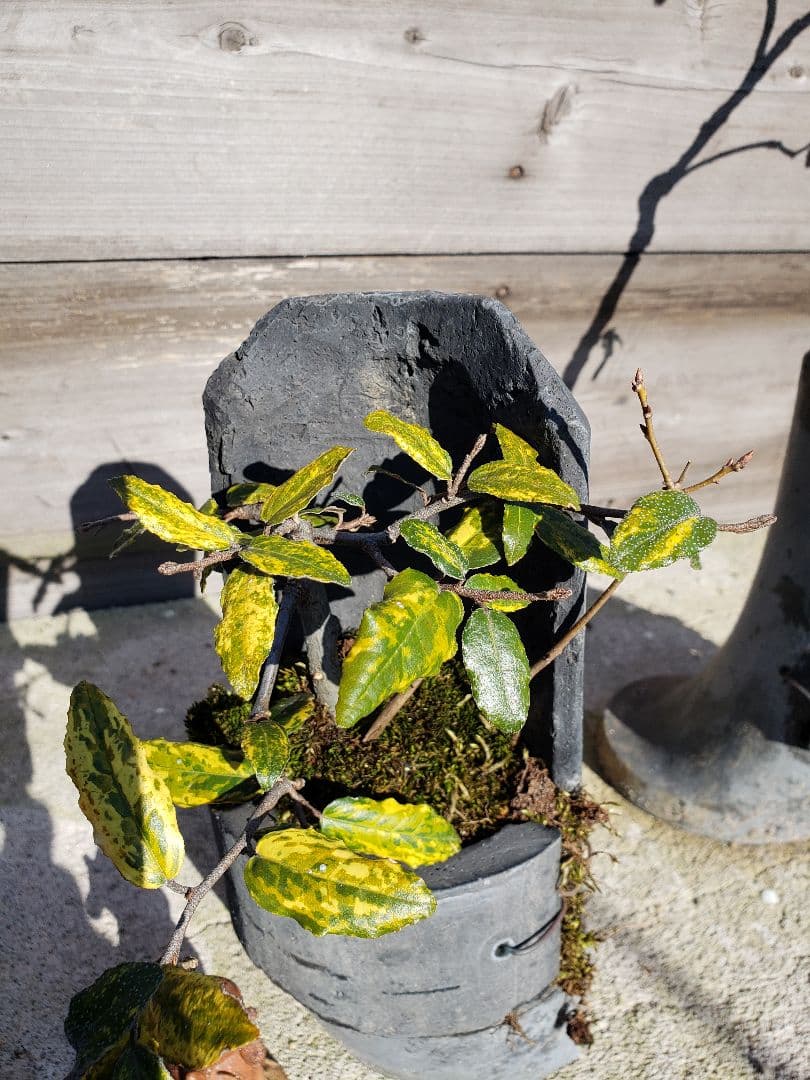 割烹盆栽の珍品ふいりのグミ