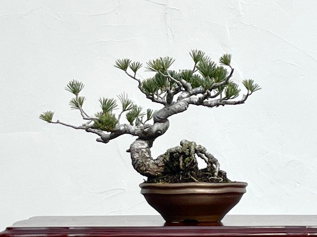 三河盆栽　五葉松　盆栽　ゴヨウ　明星　ミョウジョウ　品種物　今人気品種　古木