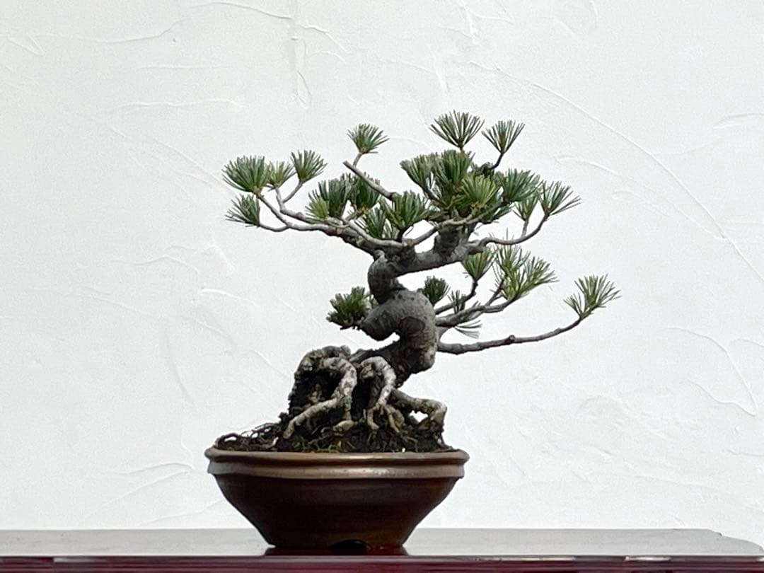 三河盆栽　五葉松　盆栽　ゴヨウ　明星　ミョウジョウ　品種物　今人気品種　古木