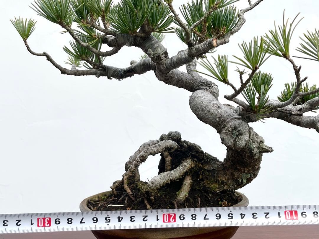 三河盆栽　五葉松　盆栽　ゴヨウ　明星　ミョウジョウ　品種物　今人気品種　古木