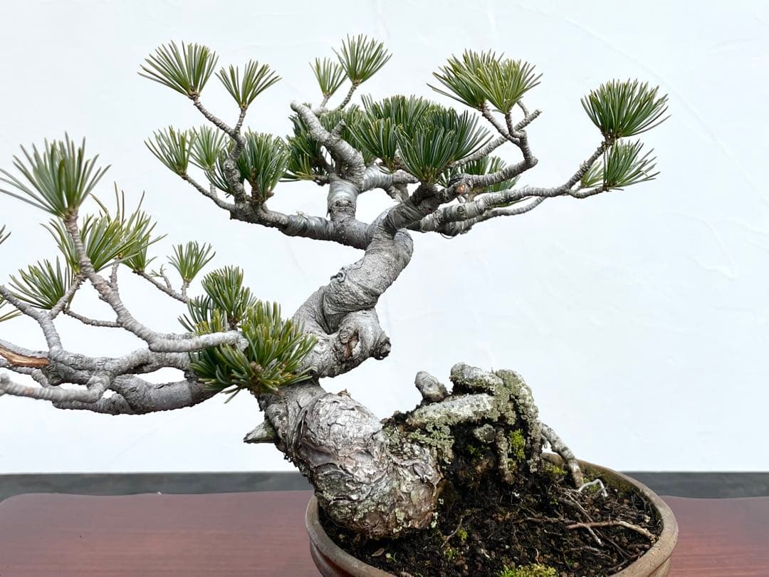 三河盆栽　五葉松　盆栽　ゴヨウ　明星　ミョウジョウ　品種物　今人気品種　古木