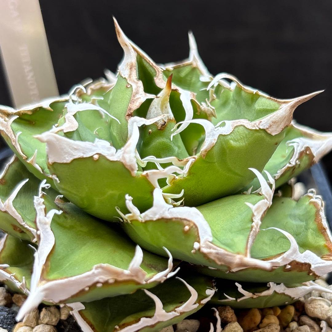 アガベ　チタノタ　流星　ブツブツ　中株