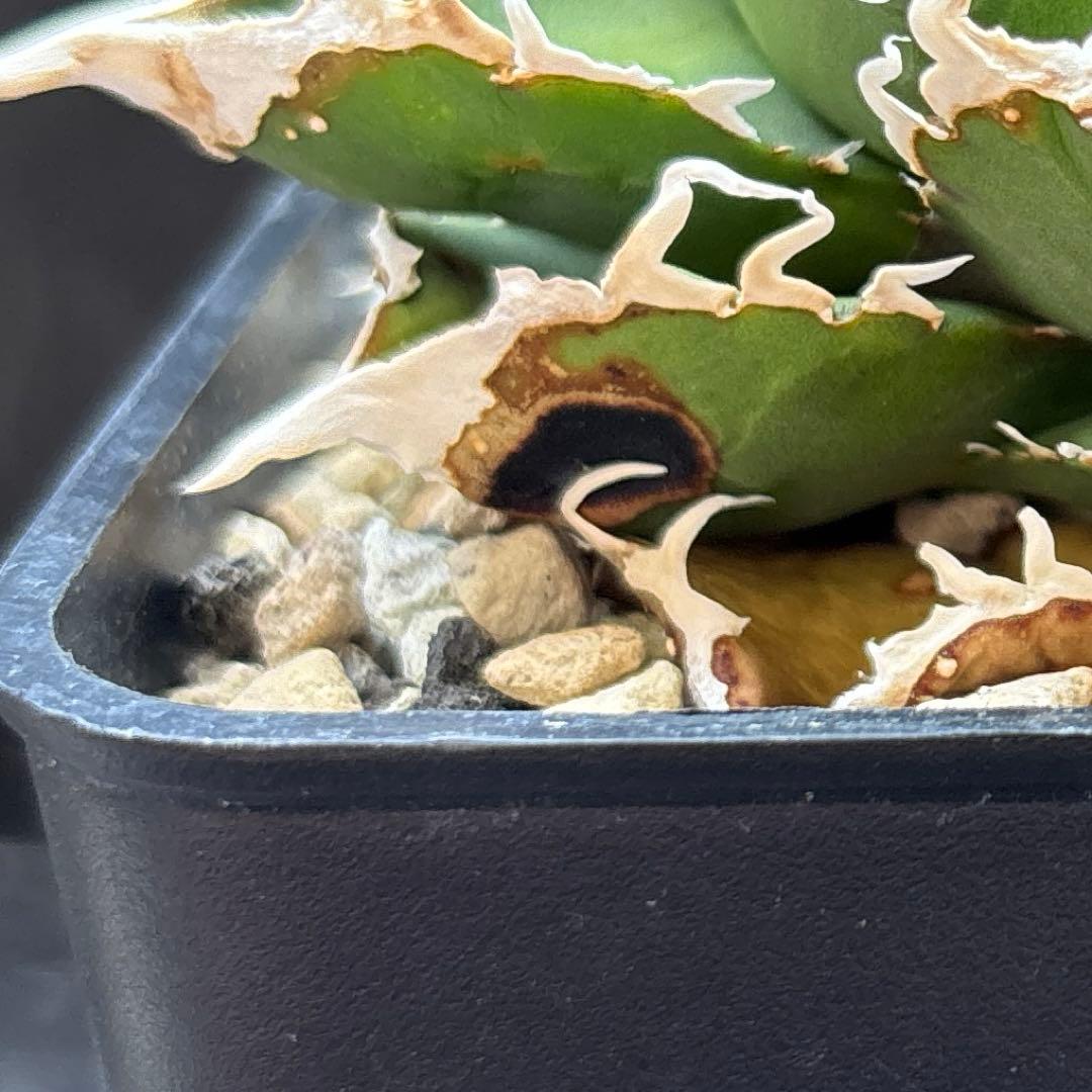 アガベ　チタノタ　流星　ブツブツ　中株