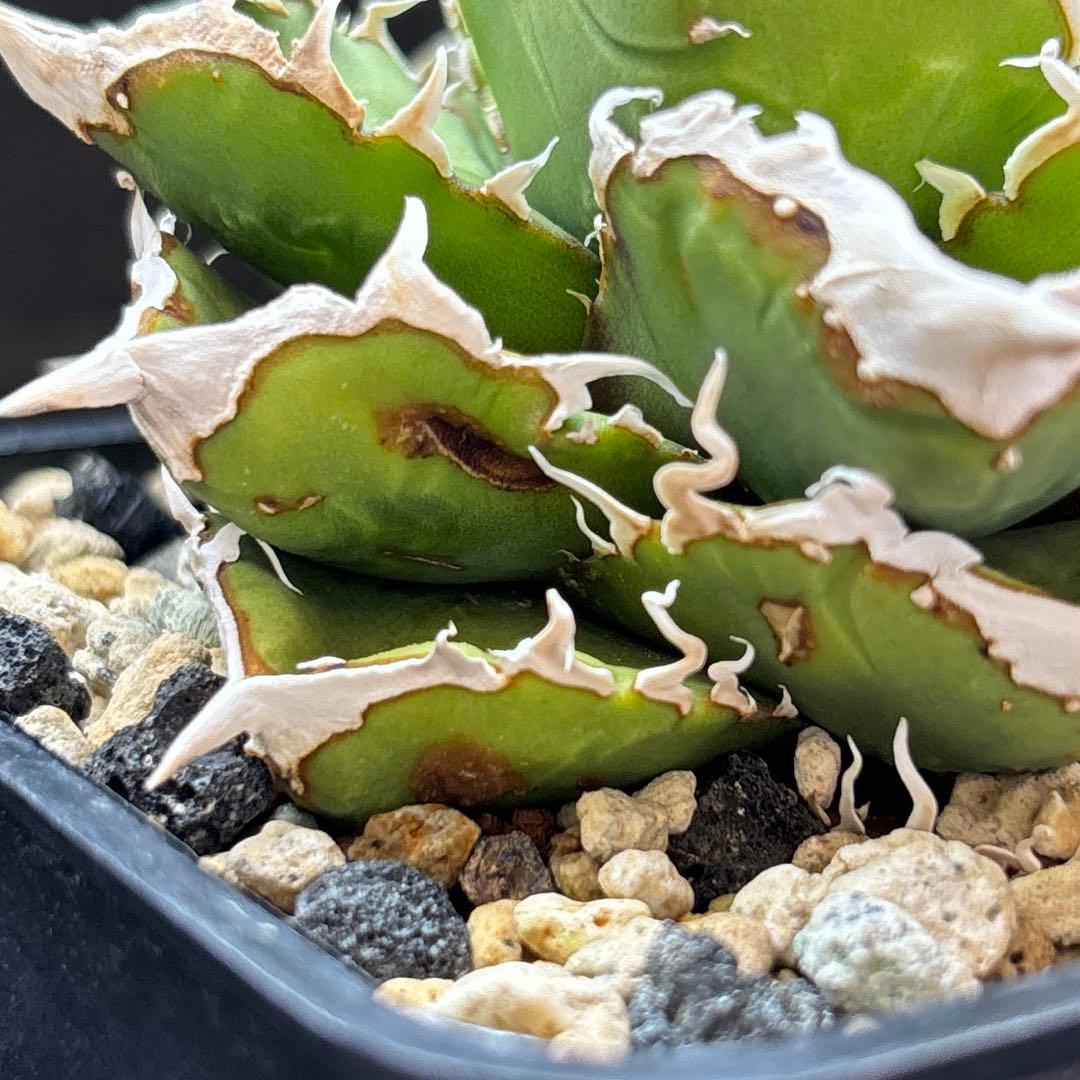 アガベ　チタノタ　流星　ブツブツ　中株