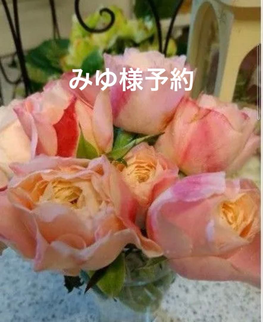バラ苗　みゆ様予約