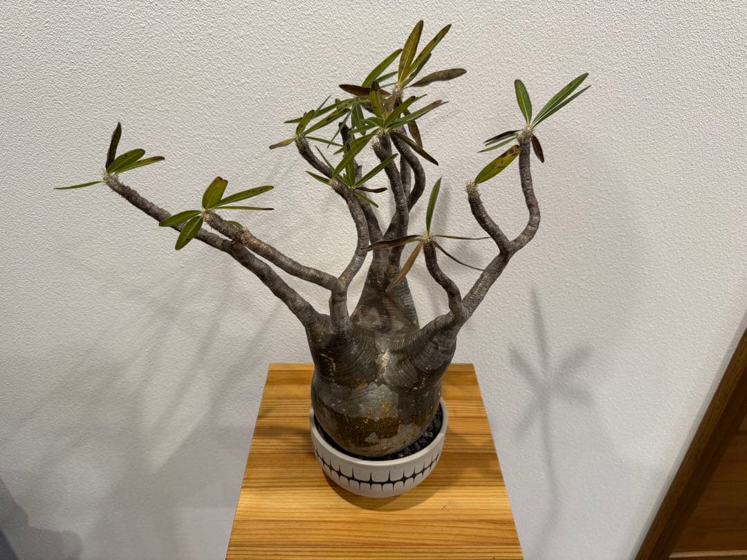 パキポディウム・グラキリス　VALIEM SKULL バリエム