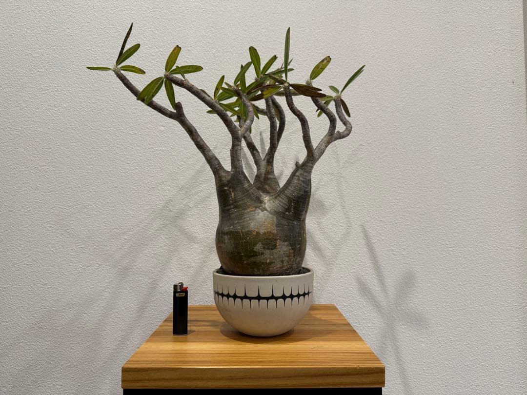 パキポディウム・グラキリス　VALIEM SKULL バリエム