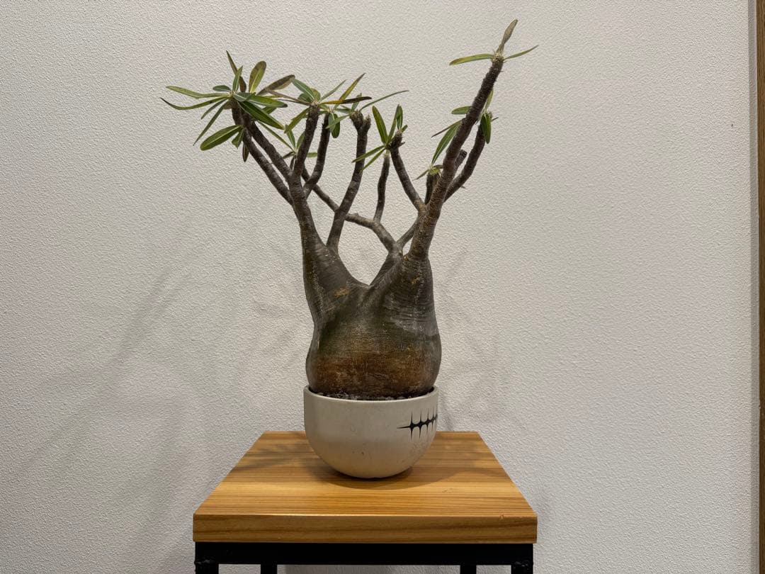 パキポディウム・グラキリス　VALIEM SKULL バリエム