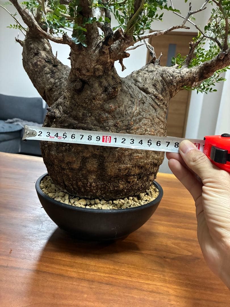 オペルクリカリア パキプス　発根済み　まん丸スペシャル株