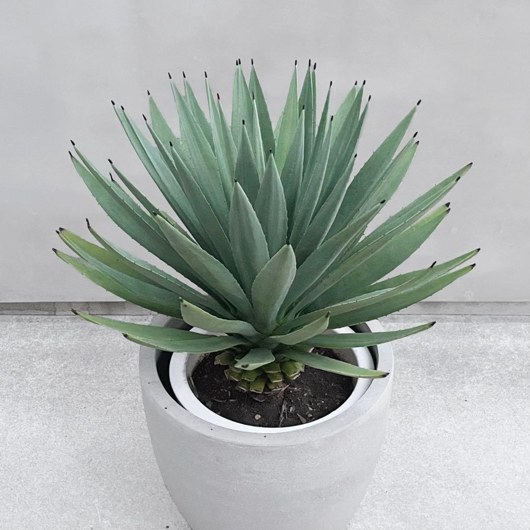 アガベ マルギナータ 10号