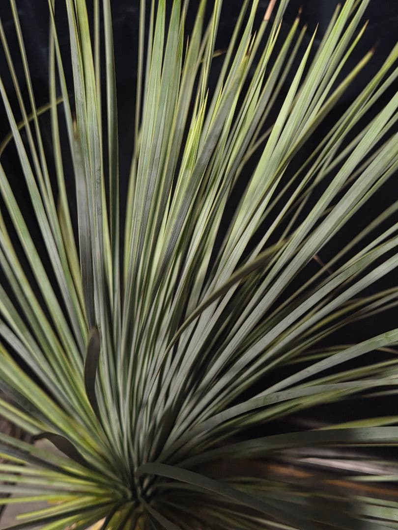 専用出品 セットリピ割 ユッカ リネアリフォリア (せ)