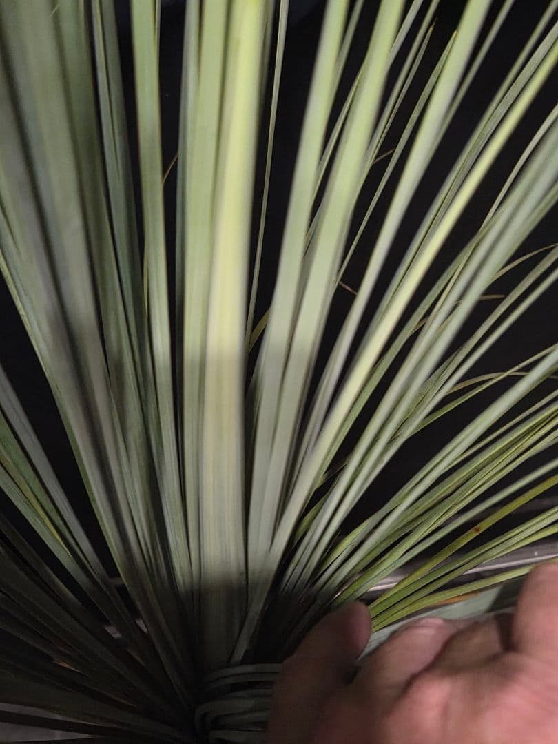 専用出品 セットリピ割 ユッカ リネアリフォリア (せ)