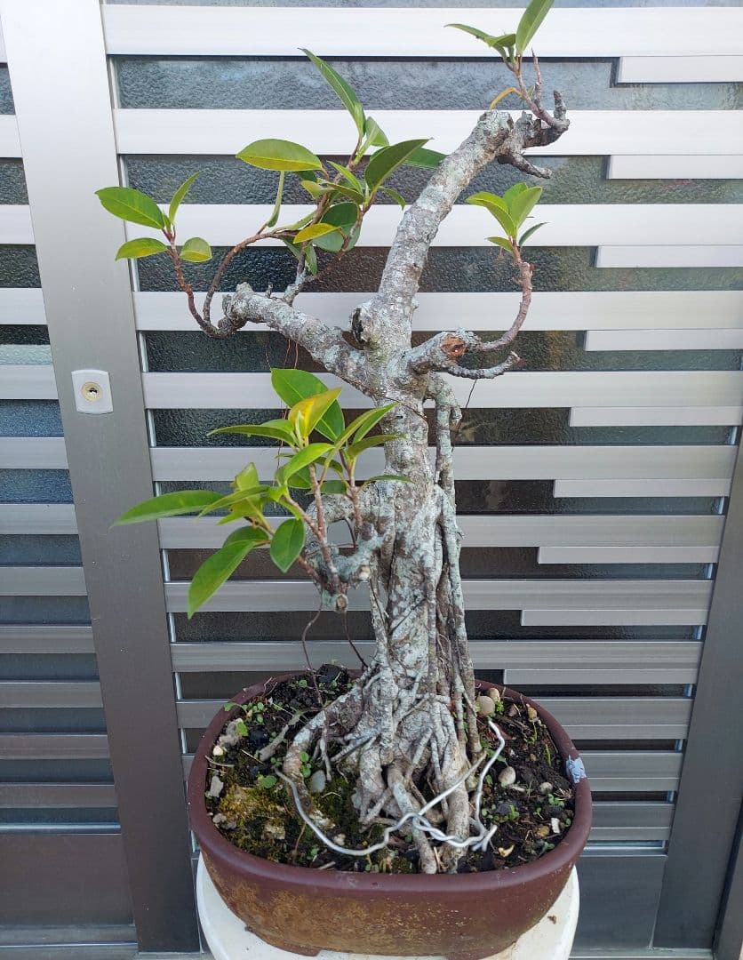 がじゅまる盆栽