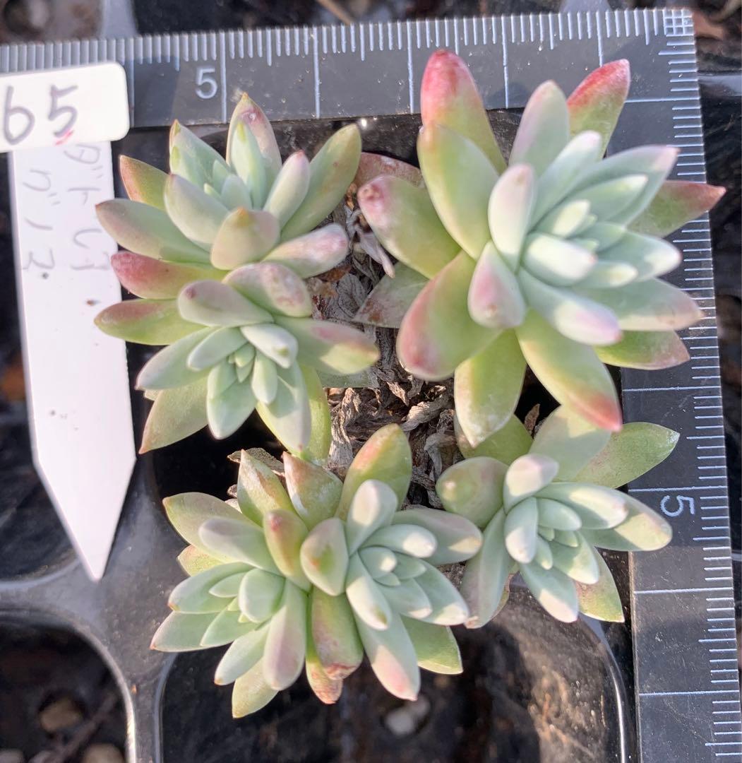 多肉植物　白菊　ダドレア　グノマ　Dudleya gnoma 1株