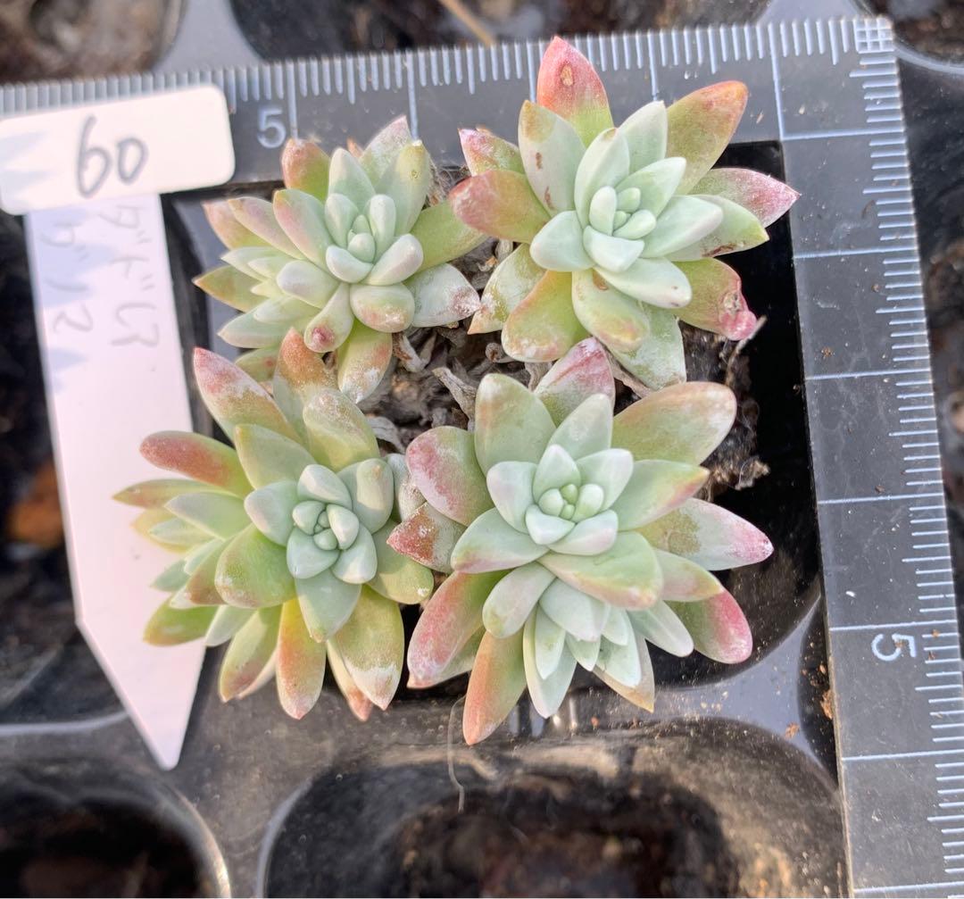 多肉植物　白菊　ダドレア　グノマ　Dudleya gnoma 1株