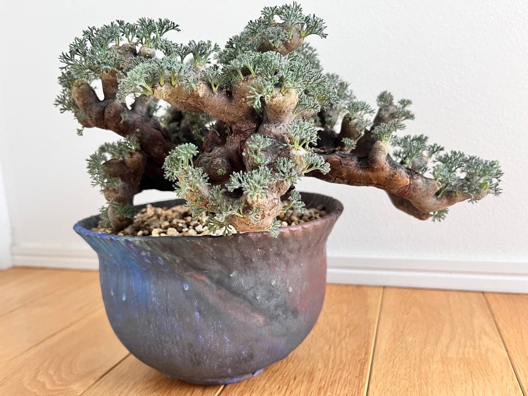 ムルチフィズム 陶器鉢付き 発根済み