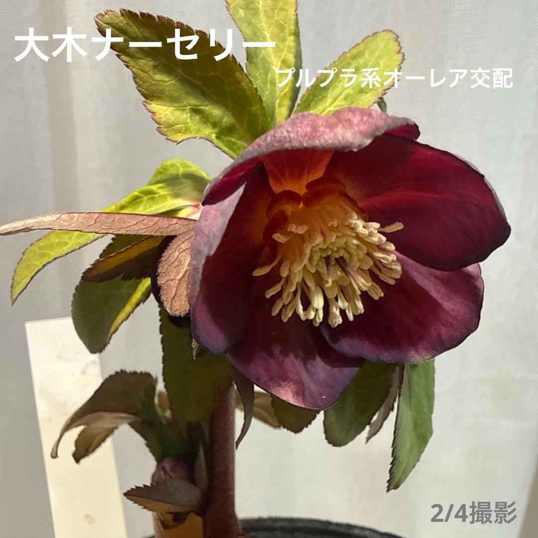 【未株分】大木ナーセリー クリスマスローズ プルプラ系オーレア交配