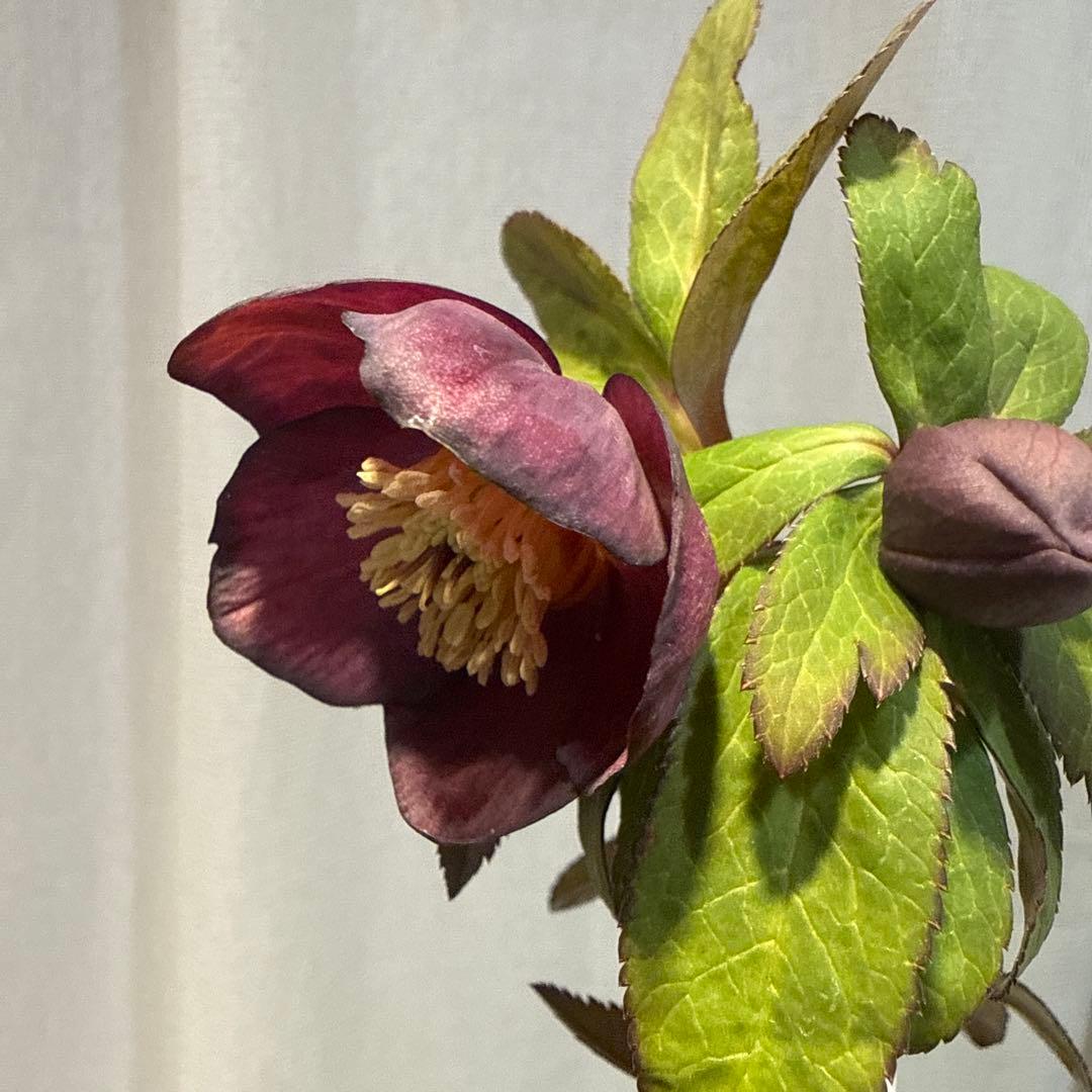 【未株分】大木ナーセリー クリスマスローズ プルプラ系オーレア交配