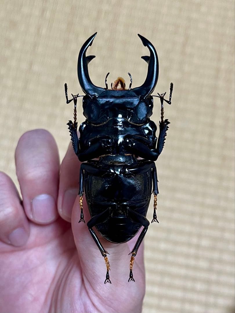 オオクワガタ特大78.6㎜　初令幼虫採集個体